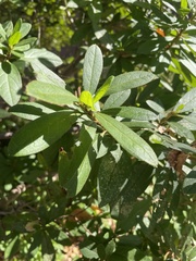 Rhododendron