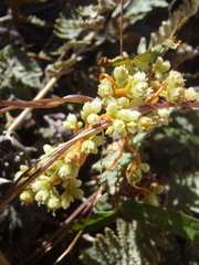Cuscuta azteca