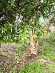 Melaleuca squarrosa