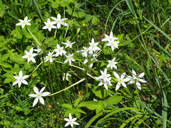 Ornithogalum umbellatum