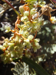 Cuscuta azteca
