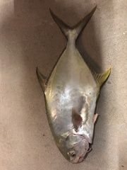 Trachinotus