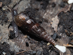 Clausiliinae