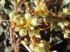 Cuscuta azteca