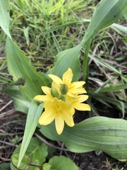 Hypoxis colchicifolia