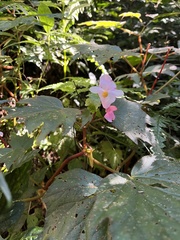 Begonia palmata