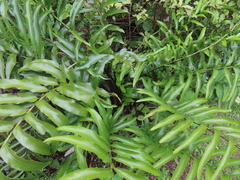 Asplenium oblongifolium