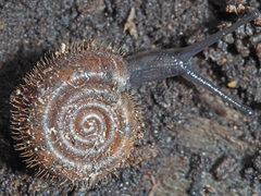 Helicodonta obvoluta