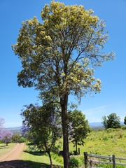 Flindersia collina
