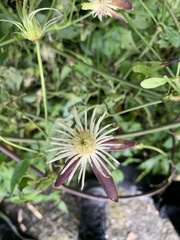 Clematis tashiroi