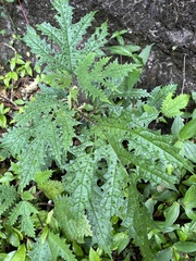 Girardinia diversifolia