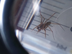 Lepthyphantes