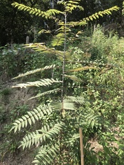 Zanthoxylum ailanthoides