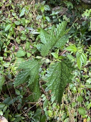 Girardinia diversifolia