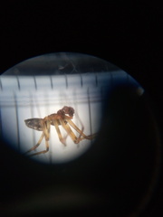 Lepthyphantes
