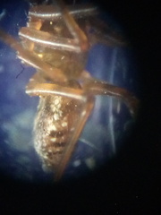 Lepthyphantes