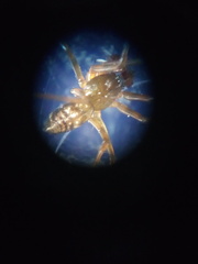 Lepthyphantes