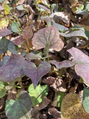 Houttuynia cordata