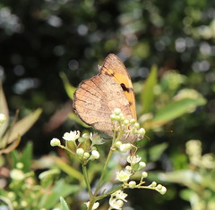 Heteronympha