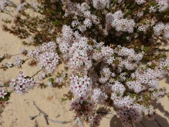 Calytrix tetragona