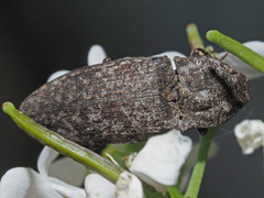 Agrypnus murinus