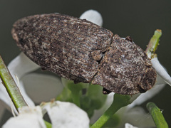 Agrypnus murinus