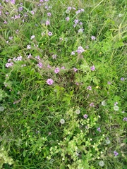 Glandularia tenera