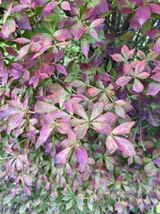 Euonymus alatus