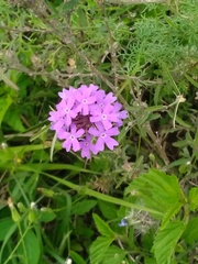 Glandularia tenera