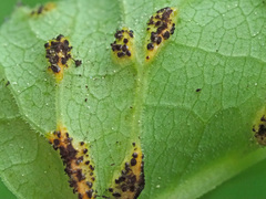 Puccinia aegopodii