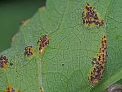 Puccinia aegopodii