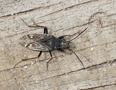 Myodochini
