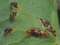Puccinia aegopodii