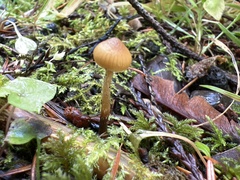 Galerina badipes