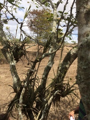 Tillandsia polystachia