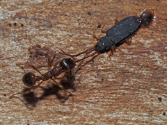 Uleiota planata