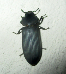 Trogossitidae