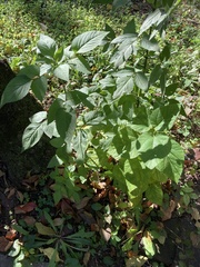 Morus indica