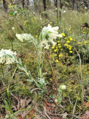 Pimelea octophylla