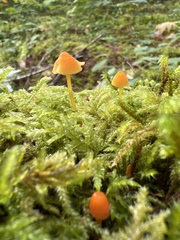 Mycena strobilinoidea