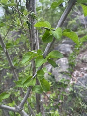 Plectroniella armata