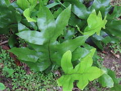 Microsorum pustulatum pustulatum