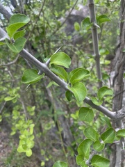 Plectroniella armata