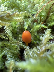 Mycena strobilinoidea