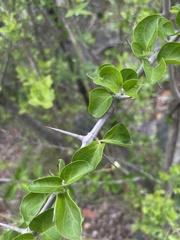 Plectroniella armata