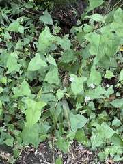 Persicaria biconvexa