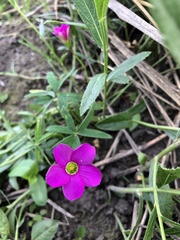 Oxalis smithiana