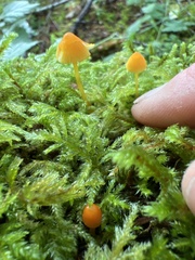 Mycena strobilinoidea