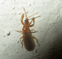 Enicocephalidae