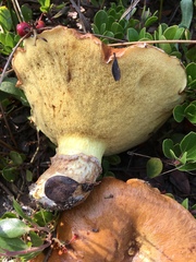 Suillus brevipes